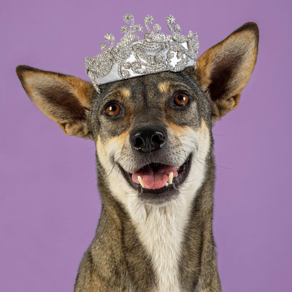 Royal Milliner Auctions Off Bespoke Hats For Dogs In Need. credit: You & The Dog