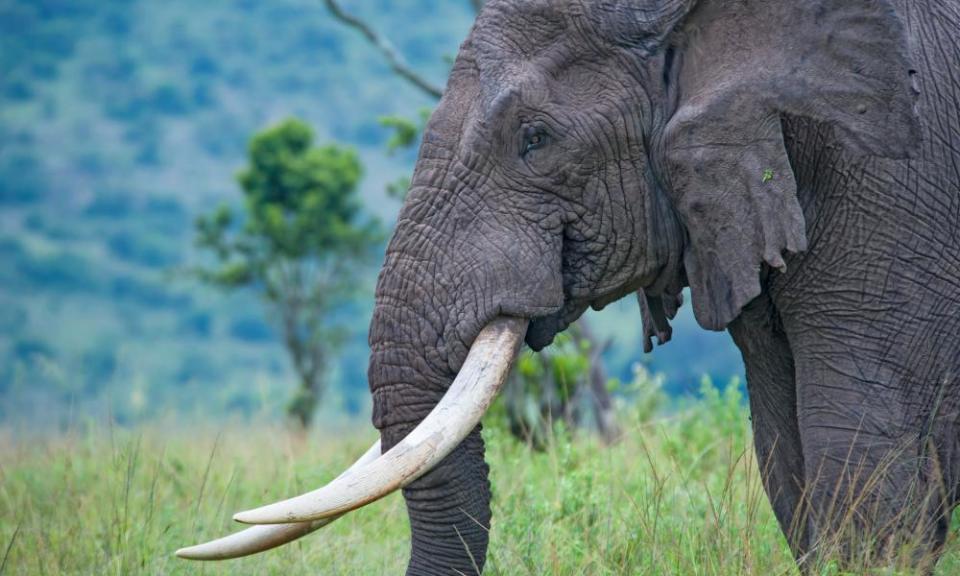 <span>Photograph: guenterguni/Getty Images</span>