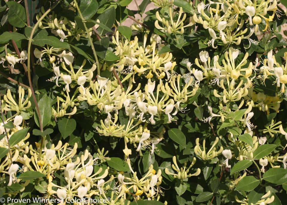 7) Honeysuckle