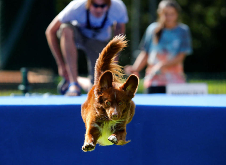 Flying Dogs competition