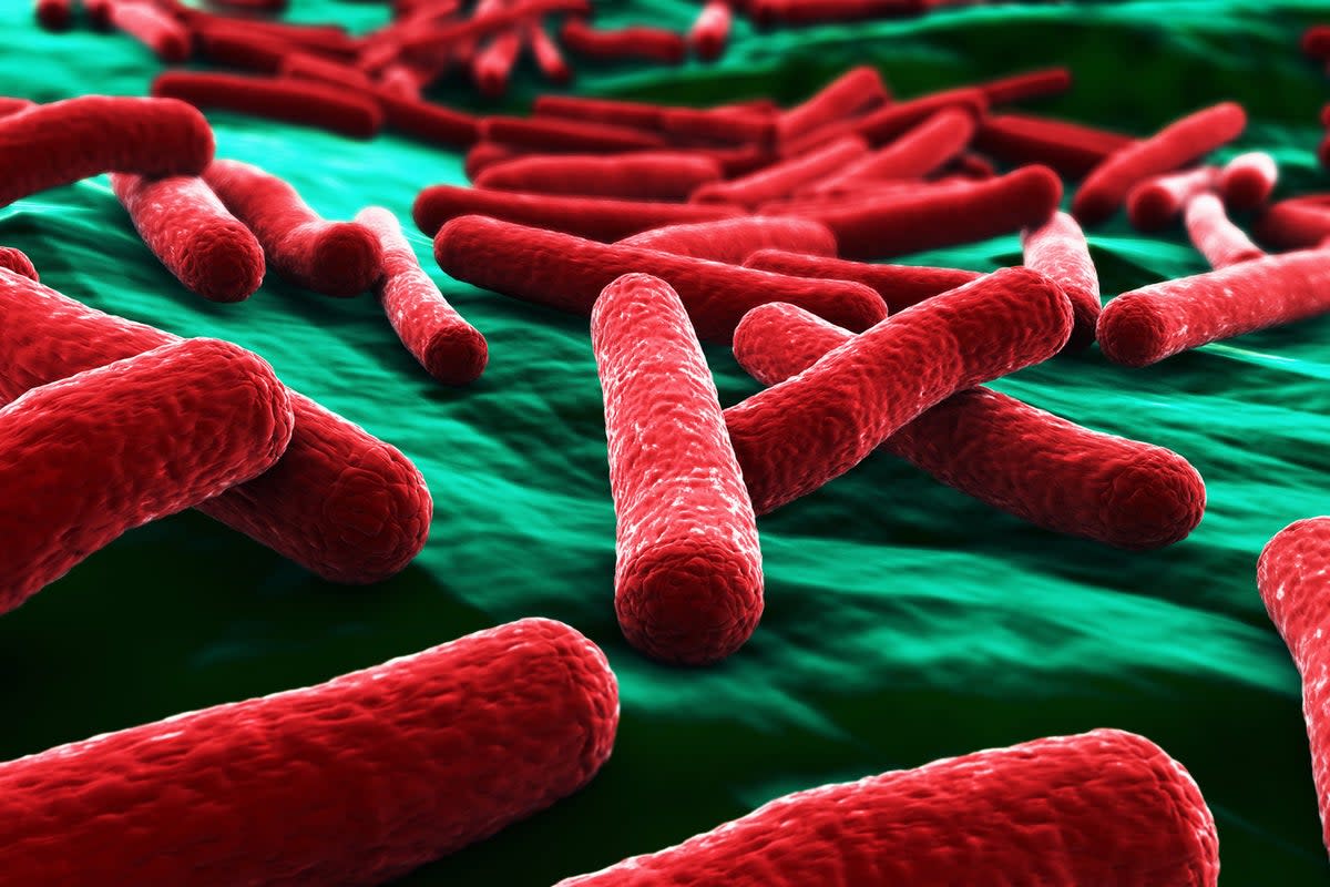 E.Coli cases are on the rise (Shutterstock)