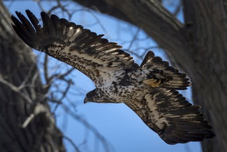 FILE PHOTO: An American Bald Eagle flies low in the trees as it hunts for fish by the east shore of the Hudson river near Croton Point in Croton-on Hudson New York