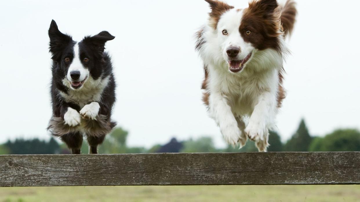 22 Healthiest Dog Breeds - Dogs With Long Life Spans