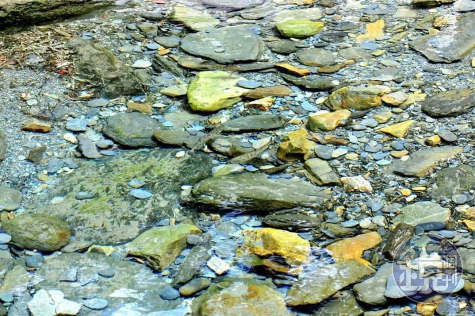 合歡溪中的國寶級櫻花鉤吻鮭。