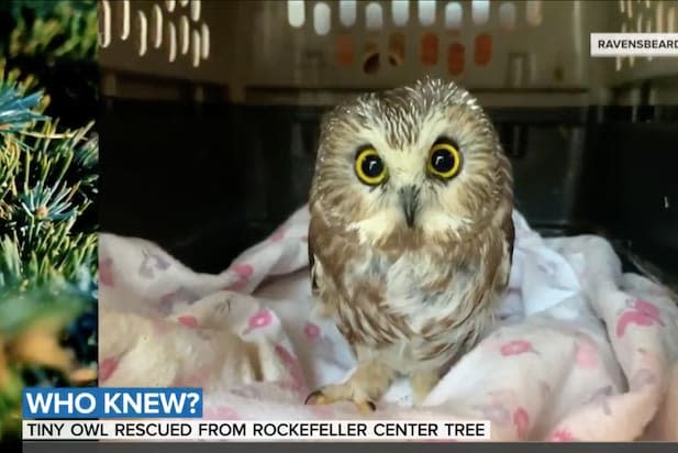 Owl Rockefeller Center Christmas Tree