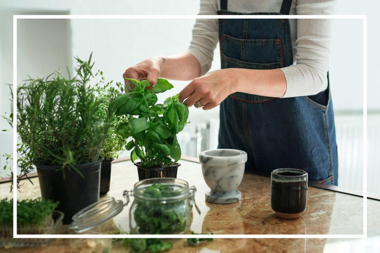 Mid section of person cutting herbs