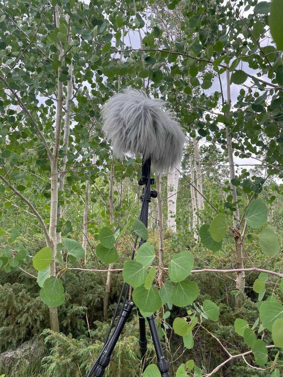 A microphone placed in the middle of Pando forest to record nature sounds.