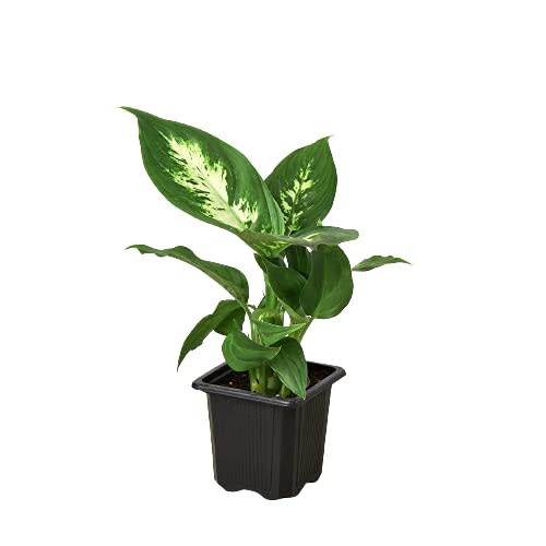 House Plant Shop | Dieffenbachia Camille Dumb Cane - 3