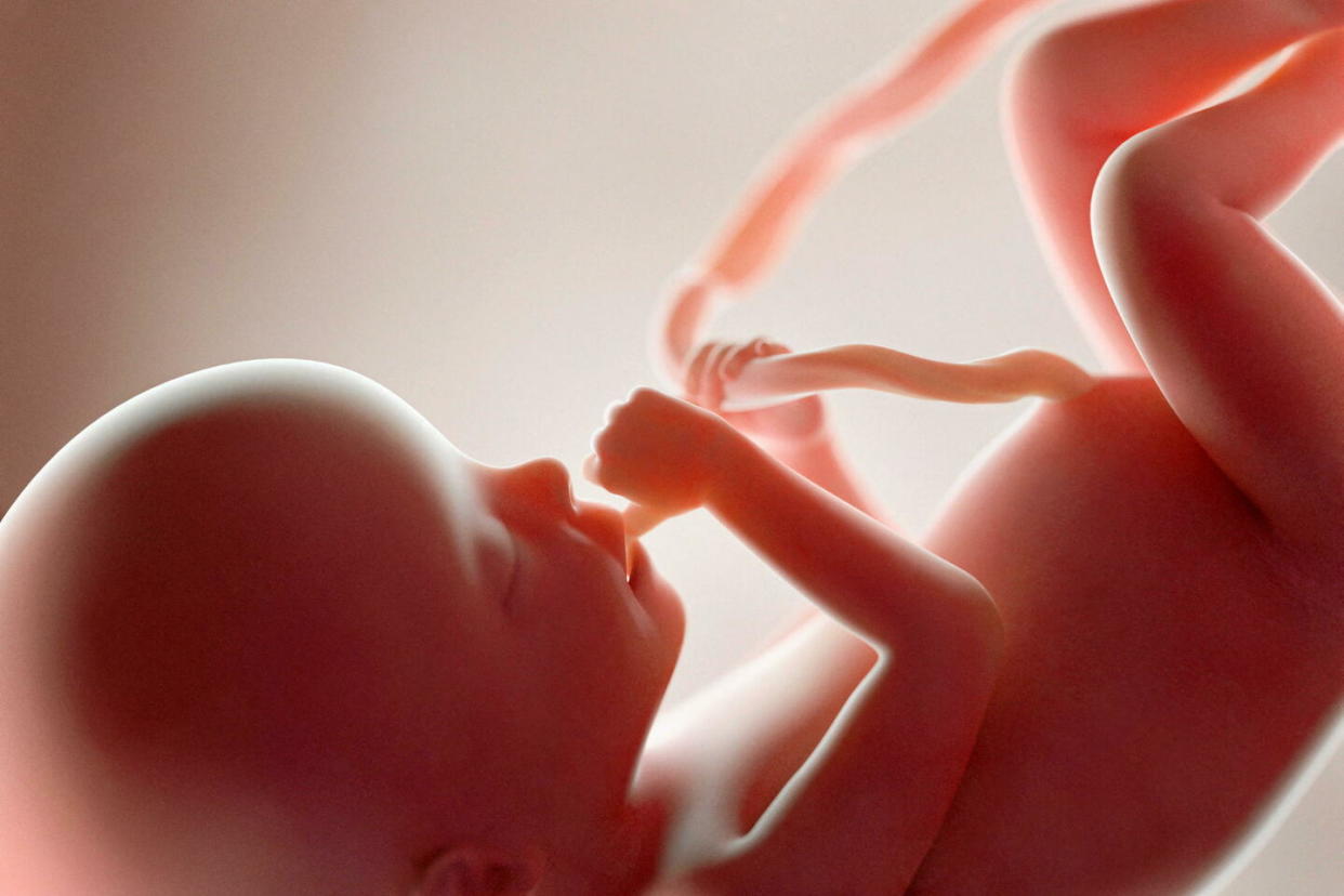 Les chercheurs ont constaté que plus les femmes enceintes sont exposées à des phtalates et plus elles ont de risque d’accoucher avant terme.  - Credit:SEBASTIAN KAULITZKI/SCIENCE PHOT / SKX / Science Photo Library via AFP