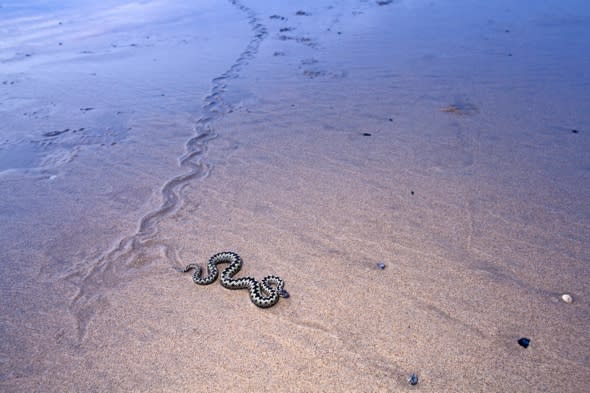 snake-adder-pictured-cornwall-beach