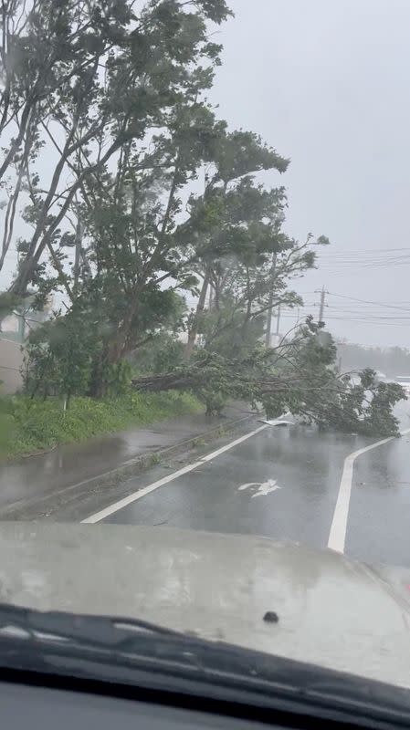 A view of a fallen tree following typhoon Khanun in Nago