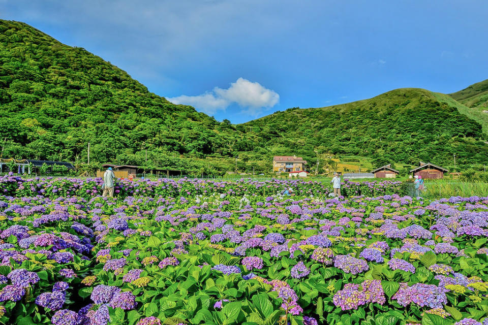 20170607竹子湖繡球花_170608_0008