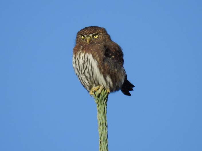 The northern pygmy owl sometimes finds its prey fights back (W DOUGLAS ROBINSON)