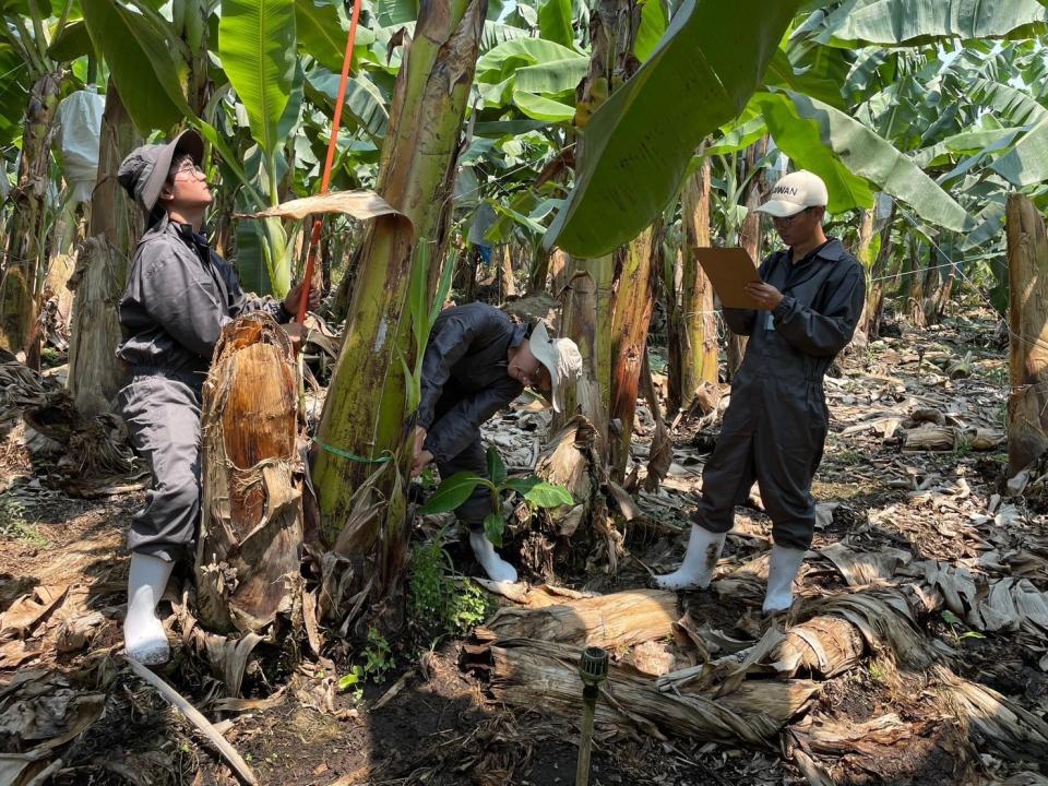 謝斯文在瓜地馬拉協助國合會在當地的「中美洲區域香蕉黃葉病防治計畫」。謝斯文提供
