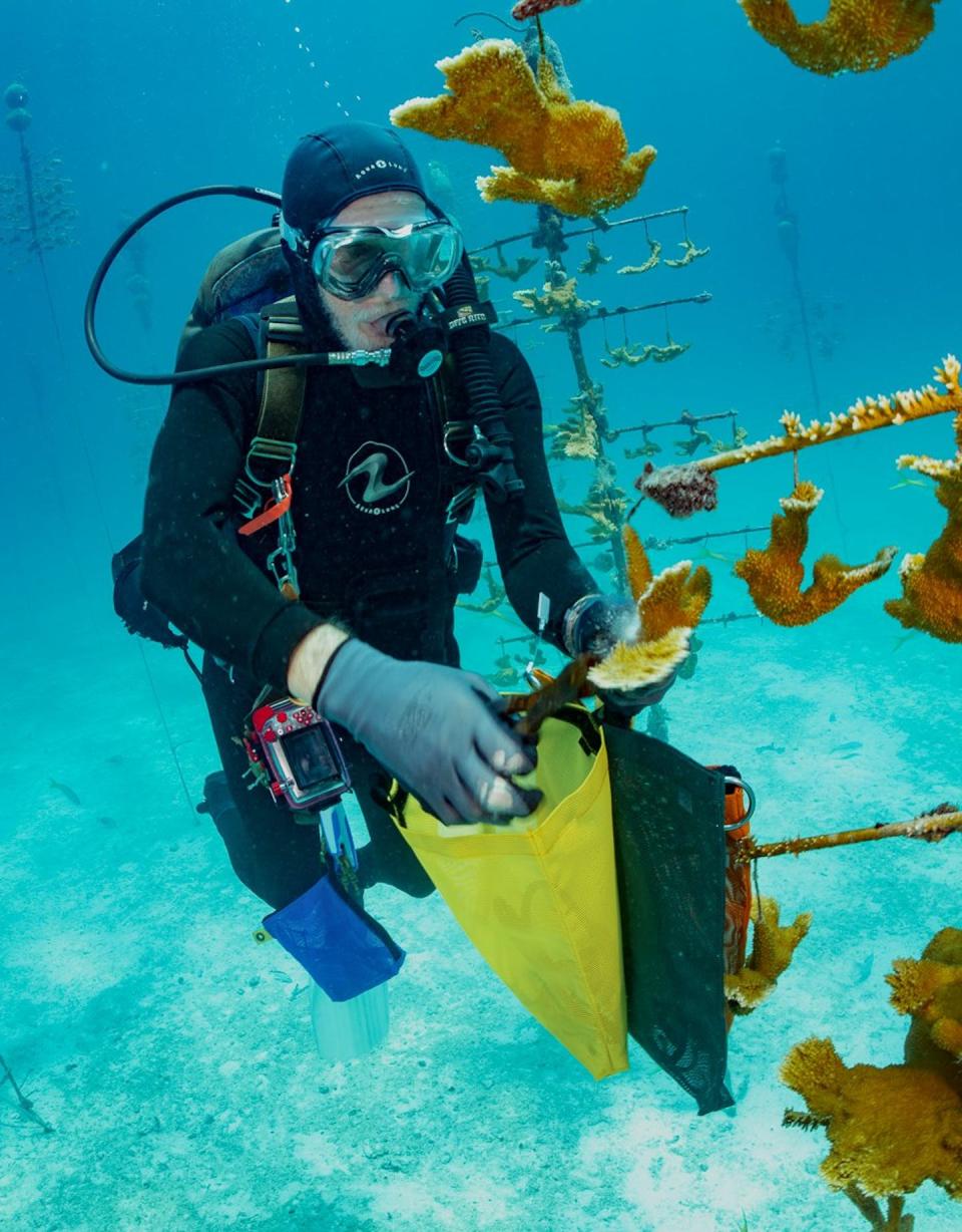 Marine scientist Ken Nedimyer collects still-healthy elkhorn coral fragments for moving. The tree structure keeps the corals free of harmful algae. <a href="https://reefrenewalusa.org/beat-the-heat/" rel="nofollow noopener" target="_blank" data-ylk="slk:Reef Renewal USA;elm:context_link;itc:0;sec:content-canvas" class="link ">Reef Renewal USA</a>