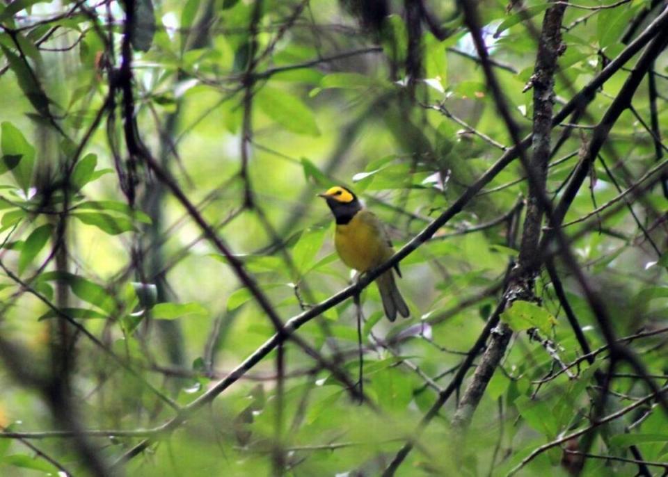 A hooded warbler strikes a note at Audubon Newhall Preserve, one of many different species of songbirds that may be observed there.