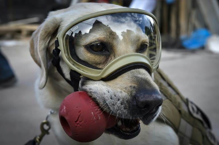 Frida, a rescue dog belonging to the Mexican Navy, with her handler Israel Arauz Salinas, takes a break while participating in the effort to look for people trapped at the Rebsamen school in Mexico City, on September 22, 2017