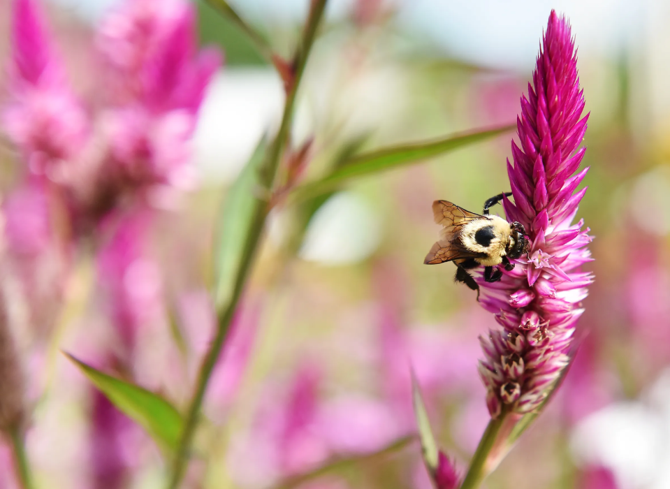 A bumblebee lands on a flower in the Cornell Cooperative Extension's Parker F. Scripture Botanical Garden Monday, August 20, 2018.