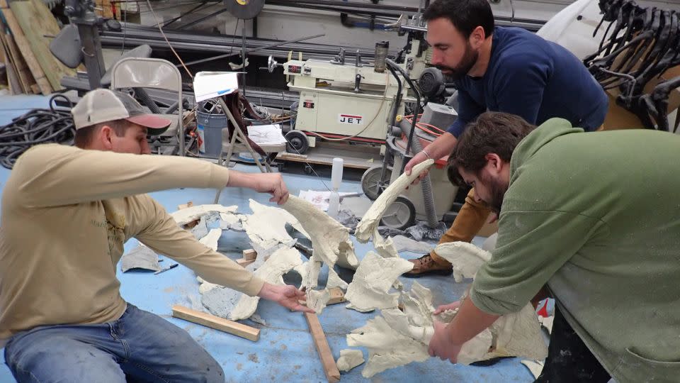 Study authors Brock Sisson (left) and Joseph Sertich (top, right) and technician Ben Meredith use casts of the real bones to reconstruct the skull of Lokiceratops. - Mark Loewen