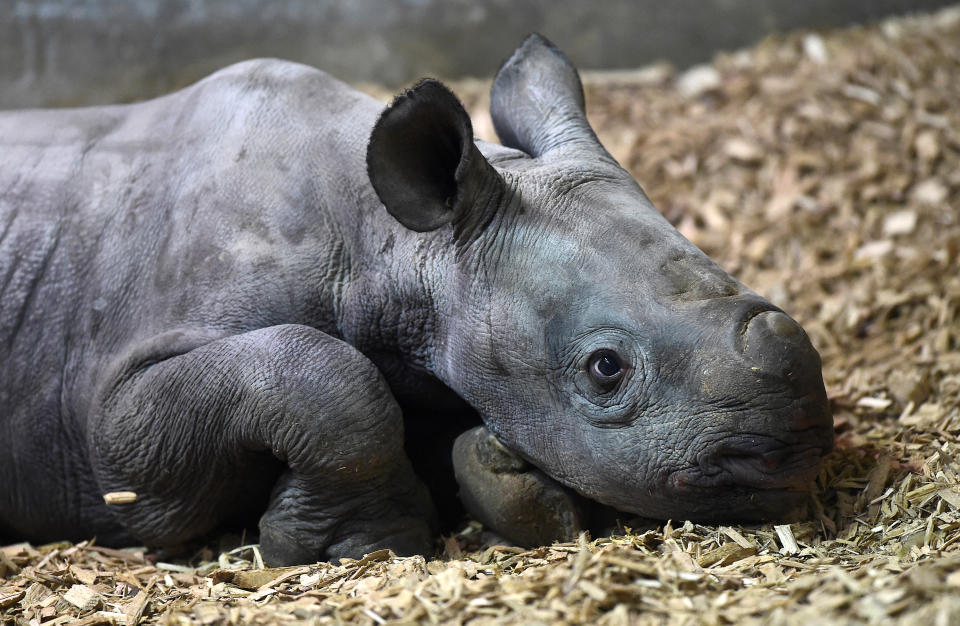 <p>Despite conservation efforts, the Black Rhino remains critically endangered because of rising demand for their horn in Vietnam and China, who use them in folk remedies.</p> 