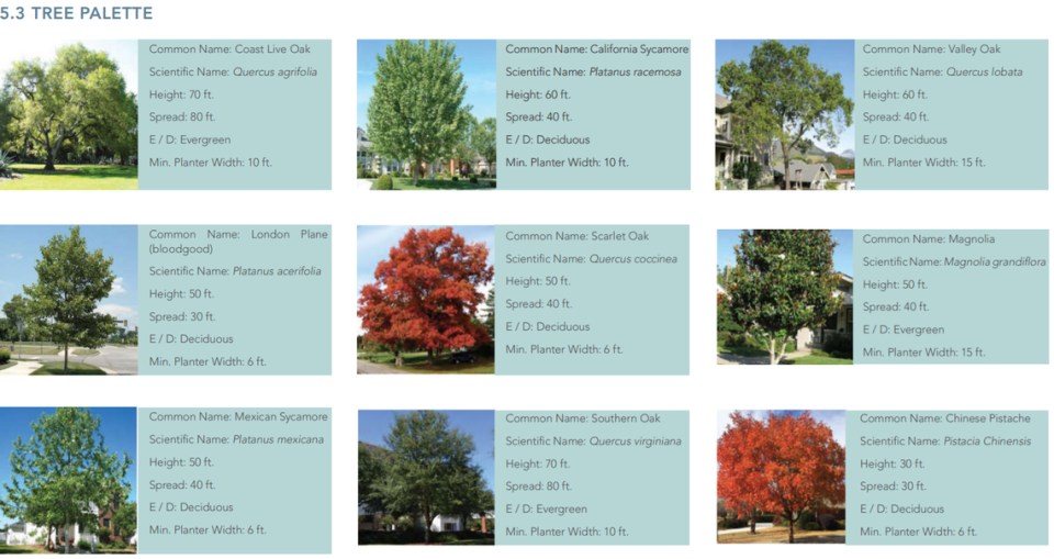 The El Camino Real corridor plan includes a three-page “tree palette” of proposed trees that could be planted along the corridor. El Camino Real Corridor Plan