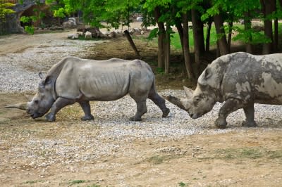 A Crash of Rhinoceroses