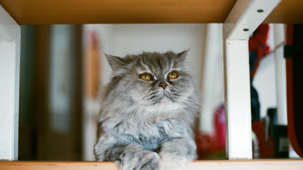 Cat sitting under table