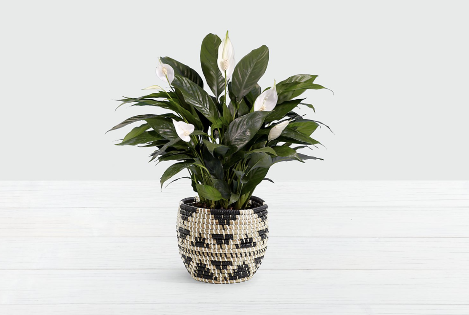 Lush Peace Lily