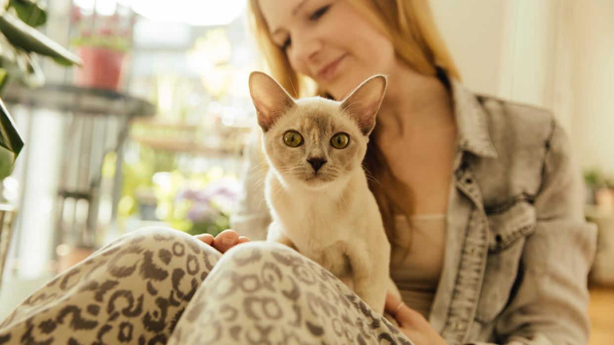 Burmese cat