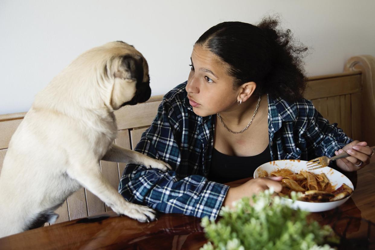 Half-cuban teenage girl and her cute pug at home. She has thick black hair in a ponytail and is wearing a checkered shirt. She is eating and talking to her dog protecting her plate. Horizontal waist up shot indoors with copy space.