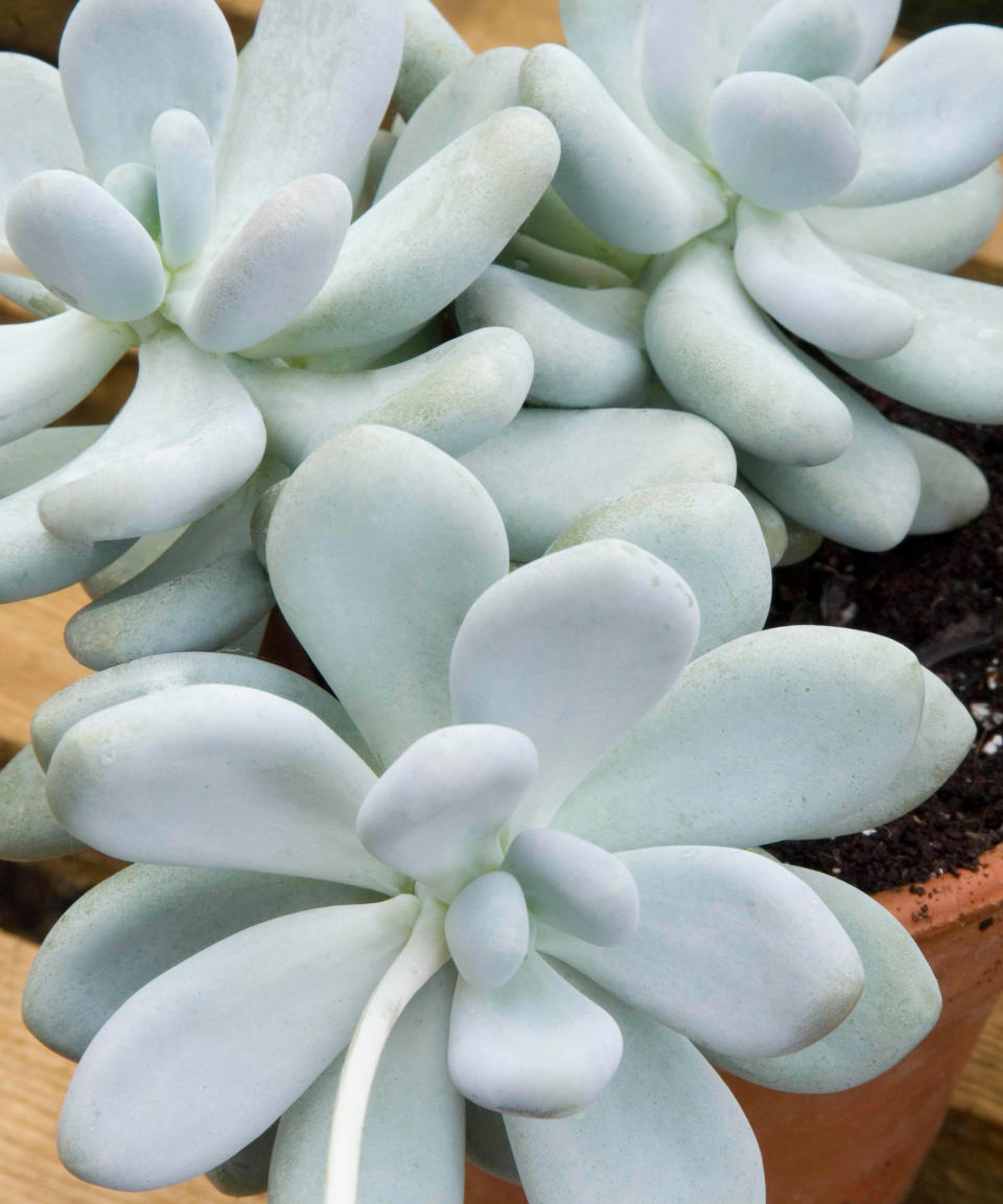 9. Pachyphytum