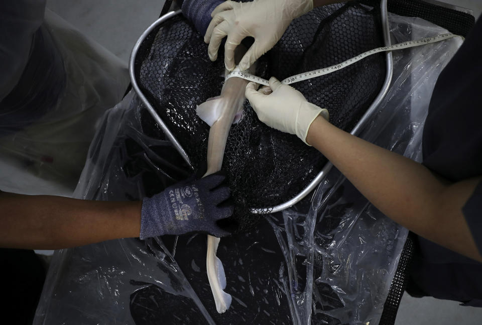 A baby Arabian carpet shark is measured as part of a conservation project, at the fish quarantine facilities of the Atlantis Hotel, in Dubai, United Arab Emirates, Thursday, April 22, 2021. A team of conservationists are releasing baby sharks bred in aquariums into the open sea as part of an effort to contribute to the conservation of native marine species in the Persian Gulf. (AP Photo/Kamran Jebreili)