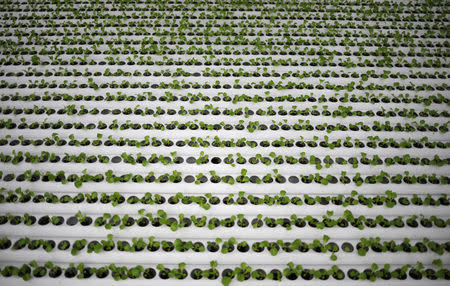 Vegetable seedlings are pictured at Comcrop's rooftop hydroponics farm at an industrial estate in Singapore May 17, 2019. REUTERS/Edgar Su