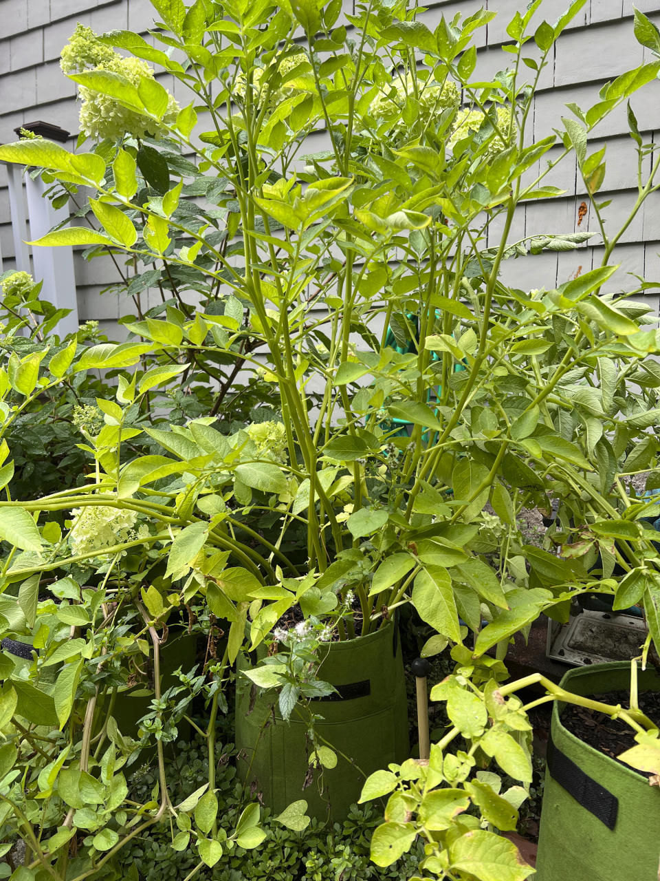 This Aug. 1, 2022, image provided by Jessica Damiano shows potato plants growing in fabric grow bags in Glen Head, NY. (Jessica Damiano via AP)