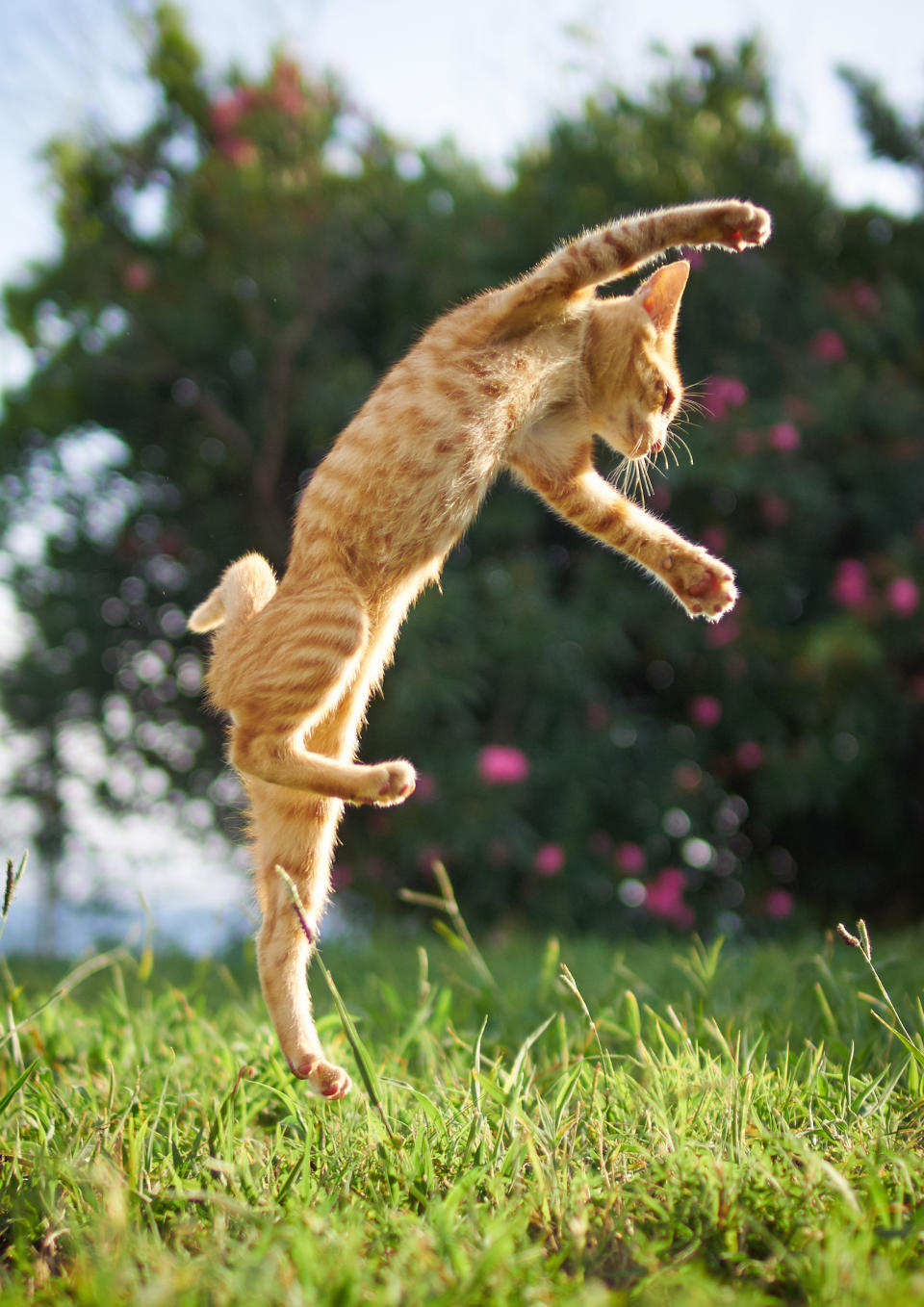 Kung-Fu-Katzen