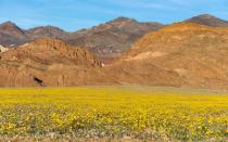 <p>It doesn’t happen often, but when Death Valley gets enough rain during the winter months, spring brings with it <a rel="nofollow noopener" href="http://www.travelandleisure.com/slideshows/death-valley-wildflower-super-bloom" target="_blank" data-ylk="slk:an explosion of brilliant blooms;elm:context_link;itc:0;sec:content-canvas" class="link ">an explosion of brilliant blooms</a> just waiting to be photographed.</p>