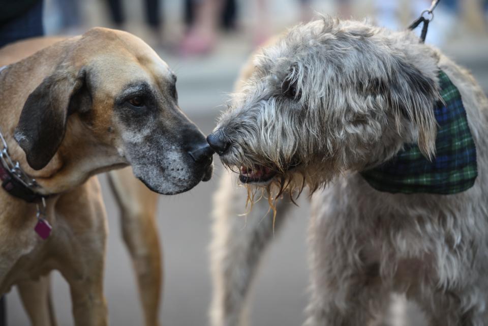 Adrian's First Fridays for Aug. 5 is all about the dogs as it is themed "Dog Days of Summer." Corresponding events include a pet parade, group photos, contests and several chances to win prizes.