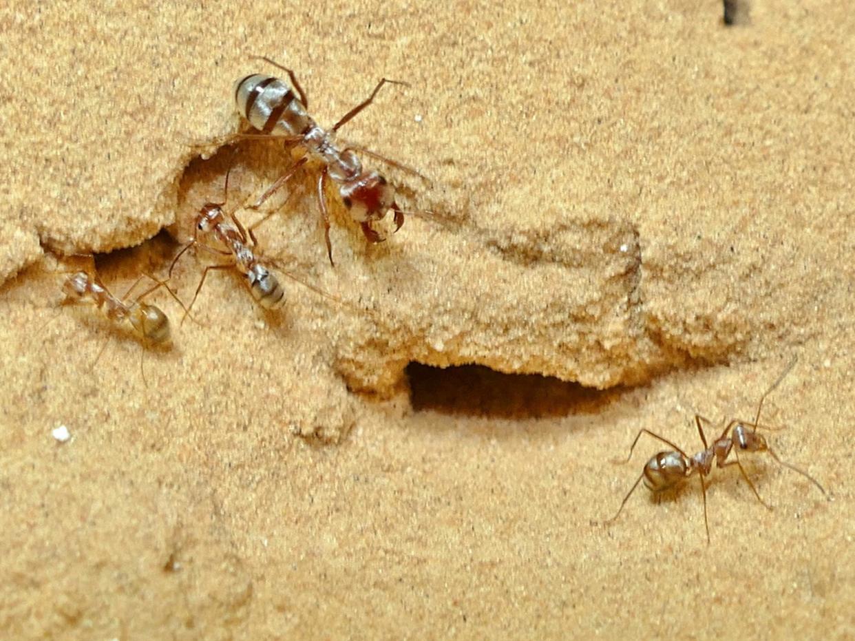 The ants scavenge the corpses of other creatures during the hottest part of the day where temperatures can reach 60C: Harold Wolf