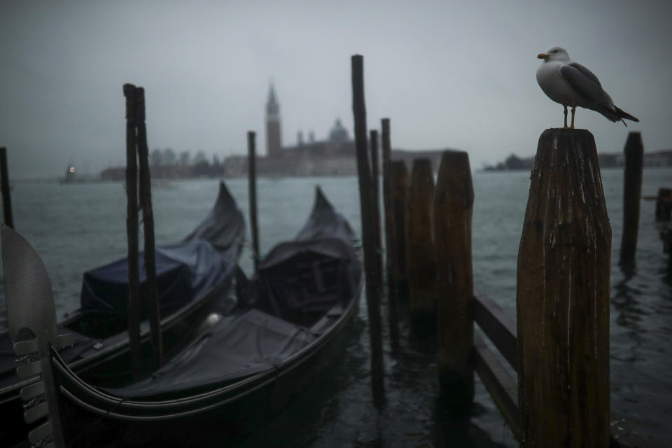 FILE - In this Sunday, March 1, 2020 file photo, a seagull stands on a pole next to parked gondolas at the lagoon on a rainy day in Venice. Activists opposed to cruise ships in Venice are seeking a meeting with the Italian government to argue that its latest proposal to re-route big ships away from St. Mark’s Square doesn’t address pressing environmental concerns about the fragile Venetian lagoon. (AP Photo/Francisco Seco, File)