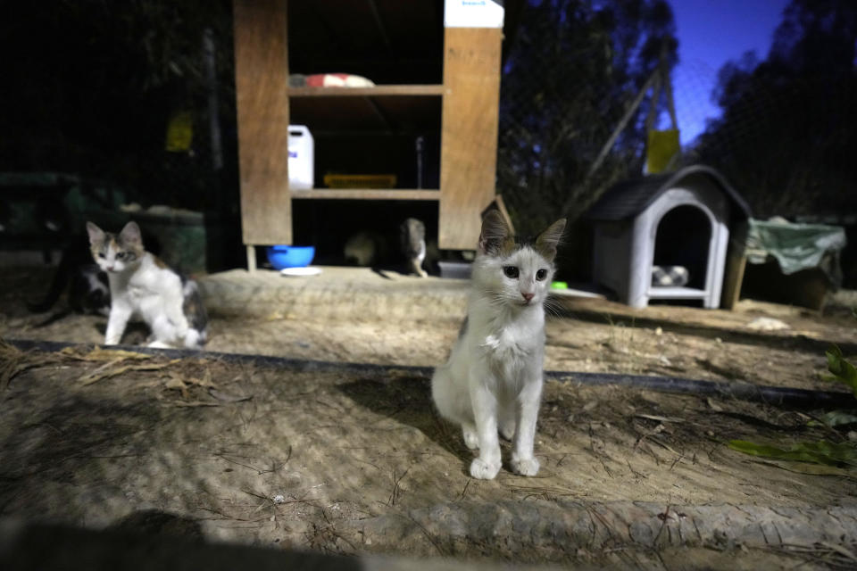 Cats sit in a shelter at the main linear park, in the capital Nicosia, Cyprus, Wednesday, July 19, 2023. The head of Cyprus’ veterinarians’ association has dismissed as groundless claims that a lethal mutation of a feline virus has taken the lives of some 300,000 cats, saying they misleadingly depicted the small island nation abroad as a “feline cemetery.” (AP Photo/Petros Karadjias)