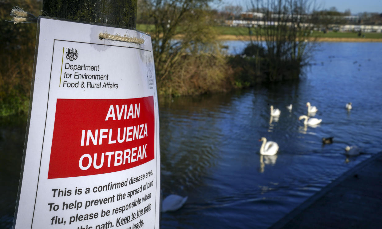 A sign on the bank of the river Thames in Windsor, Berkshire, informing people not to feed the swans because of an Avian Influenza outbreak. Picture date: Monday January 17, 2022.