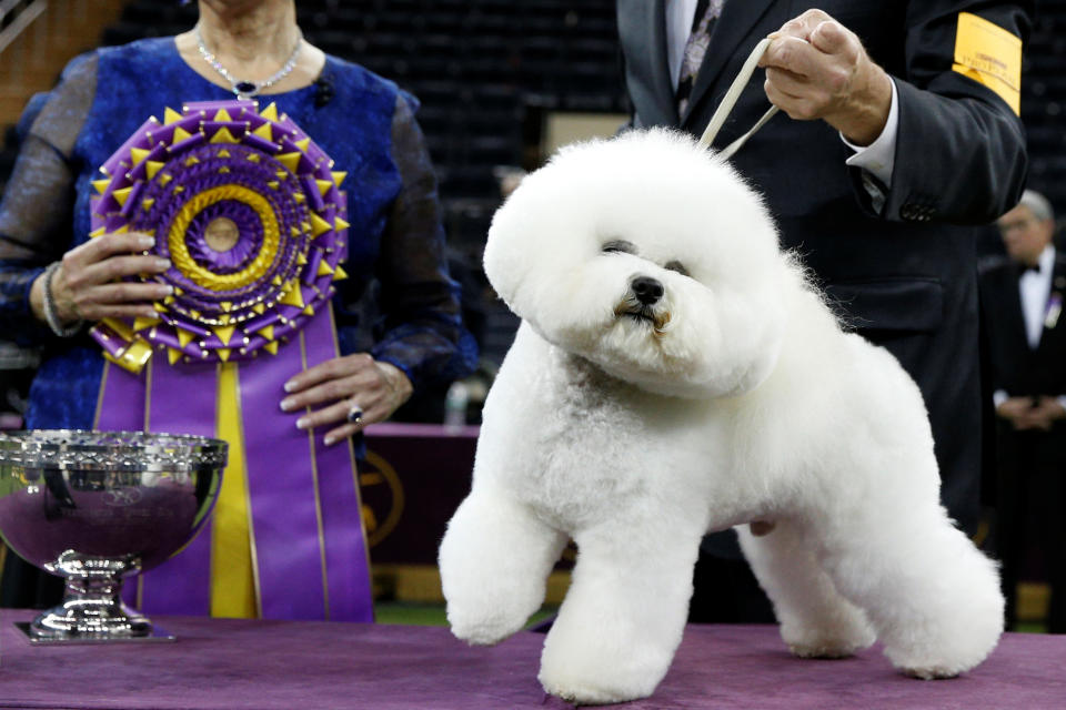 <p>Flynn, a bichon frise and winner of Best in Show, poses at after winning the 142nd Westminster Kennel Club Dog Show in New York, Feb. 14, 2018. (Photo: Brendan McDermid/Reuters) </p>