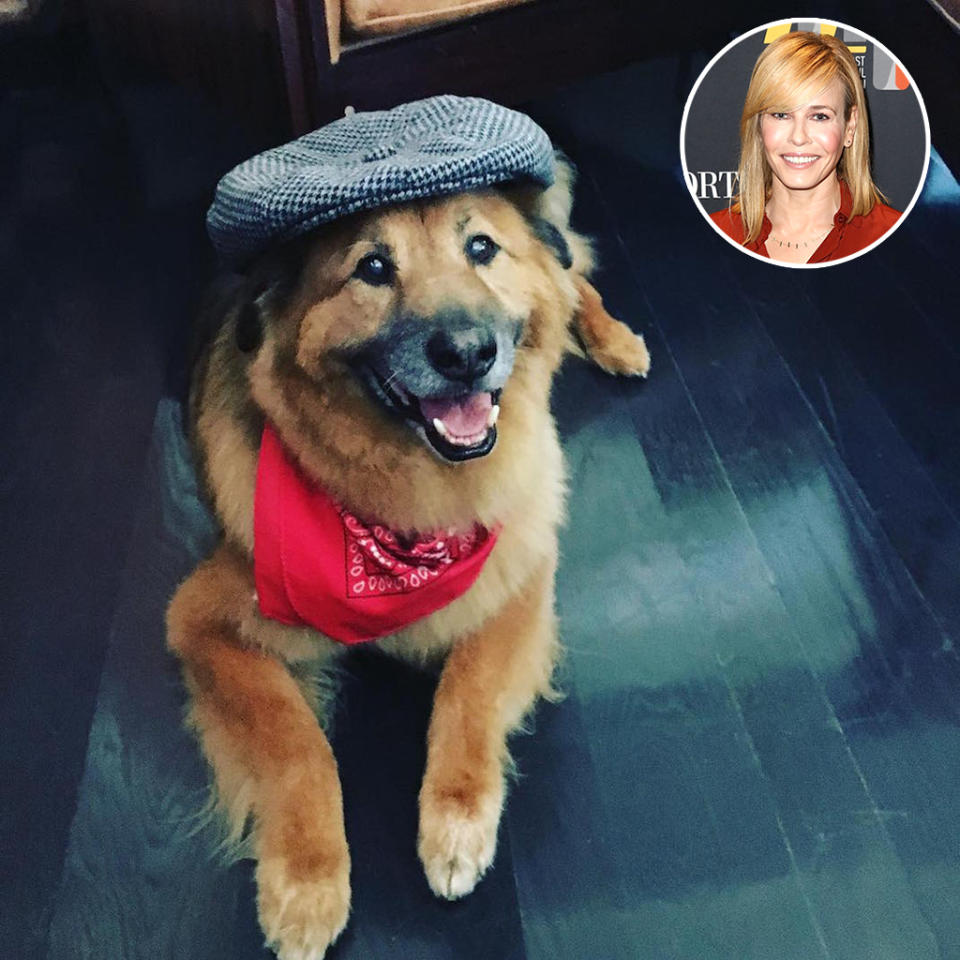 <p>Like his famous owner, Chunk Handler isn’t really into joining establishment things. “Chunk hates Halloween too,” Chelsea wrote. “This is as far as he will go.” Cute enough, right? (Photo: <a rel="nofollow noopener" href="https://www.instagram.com/p/BMPFD99AeYA/?taken-by=chelseahandler&hl=en" target="_blank" data-ylk="slk:Instagram;elm:context_link;itc:0;sec:content-canvas" class="link ">Instagram</a>/Getty Images) </p>