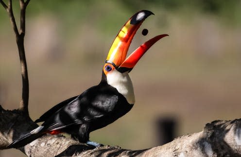 <span class="caption">A toucan eating a fruit in the tropical wetlands of the Pantanal, Brazil.</span> <span class="attribution"><a class="link " href="https://www.shutterstock.com/image-photo/tucan-eating-fruit-pantanal-brazil-498449035?src=N7RSSEyW4LynY_W5NEQIOw-1-88" rel="nofollow noopener" target="_blank" data-ylk="slk:Uwe Bergwitz/Shutterstock;elm:context_link;itc:0;sec:content-canvas">Uwe Bergwitz/Shutterstock</a></span>