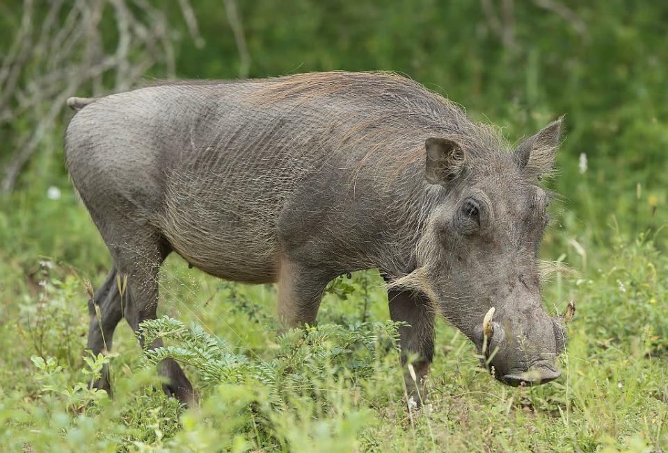 An adult warthog in Kruger National Park in Skukuza, South Africa.