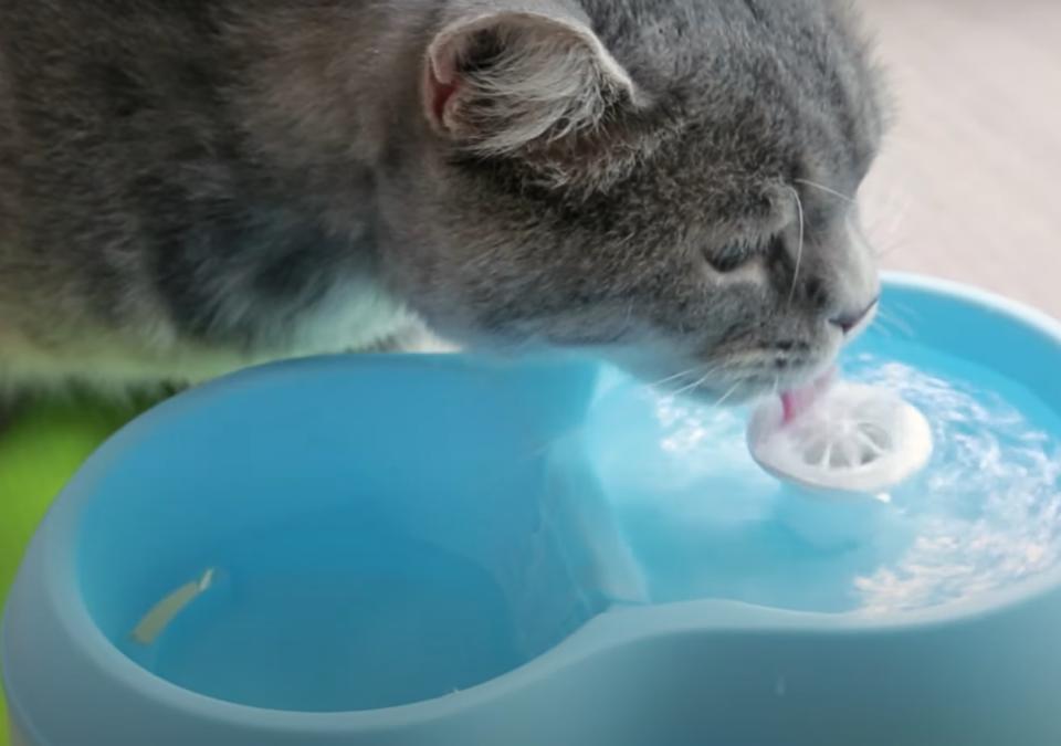 【Dog&Cat】H2O犬貓用有氧濾水機，搭配專業潔牙錠，喝水同時護口腔，活動價特惠750元。（圖取自Yahoo奇摩超級商城）