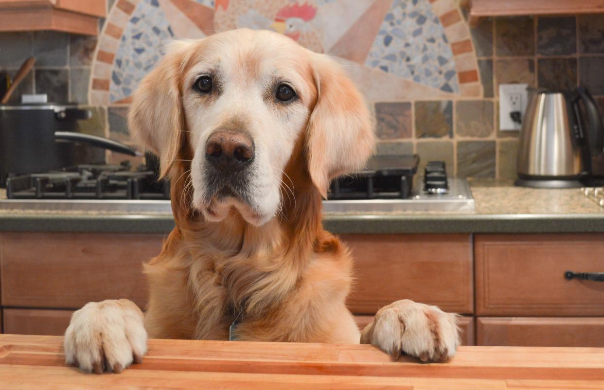 dog in the kitchen