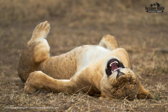 A Sneak Peek At Amazing Animal Photos From Wildlife Photographer Of The  Year 2023