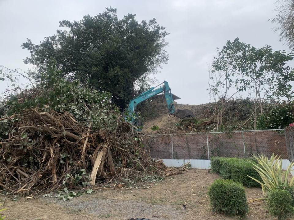 市府文化局進行南區水交社公園桂子山景觀工程，卻將黃槿砍除，不過文化局表示，係因樹木罹病才予以砍除，未來會補植。 （記者陳銀全攝）