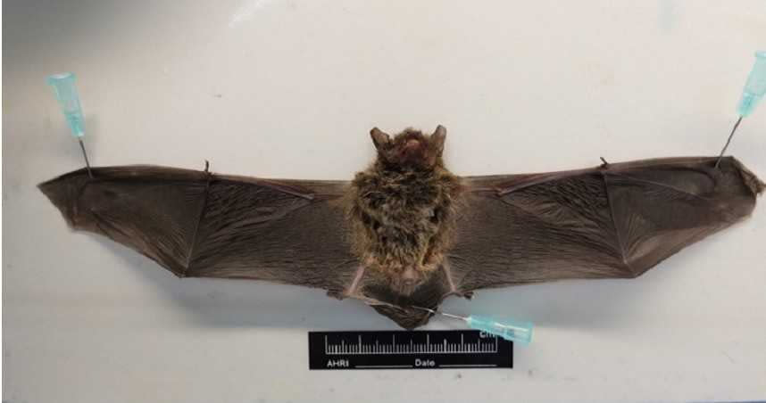 家畜衛生試驗所在民眾於基隆市拾獲的一隻東亞家蝠身上，檢驗出台灣蝙蝠麗沙病毒。（圖／防檢局提供）